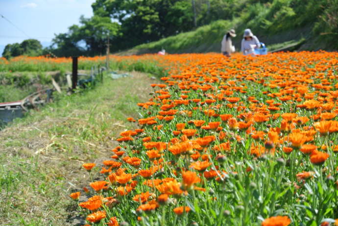 淡路市に咲く花の様子