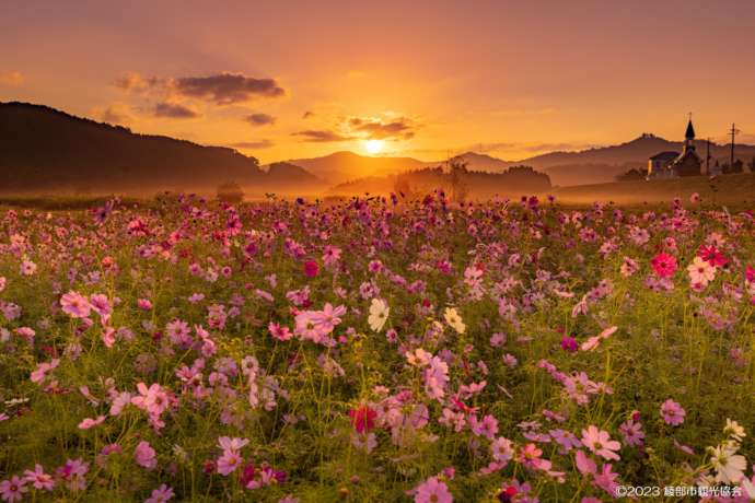 綾部市の由良川花庭園