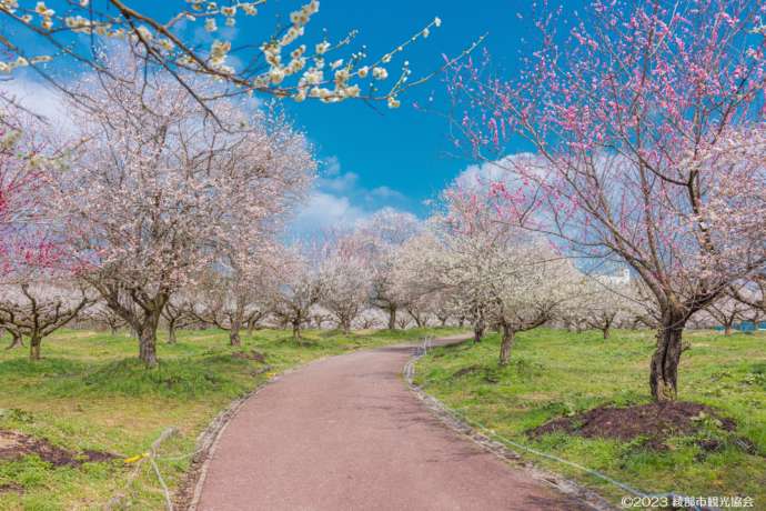 綾部市の梅林公園