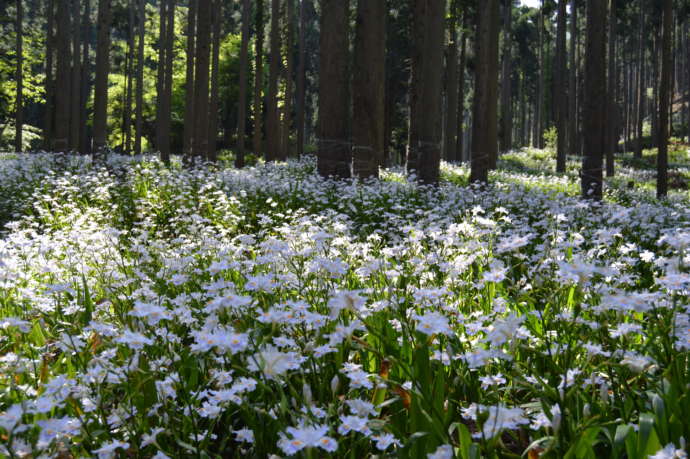 綾部市老富地区のシャガの花