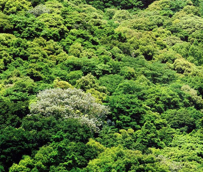 綾町の照葉樹林