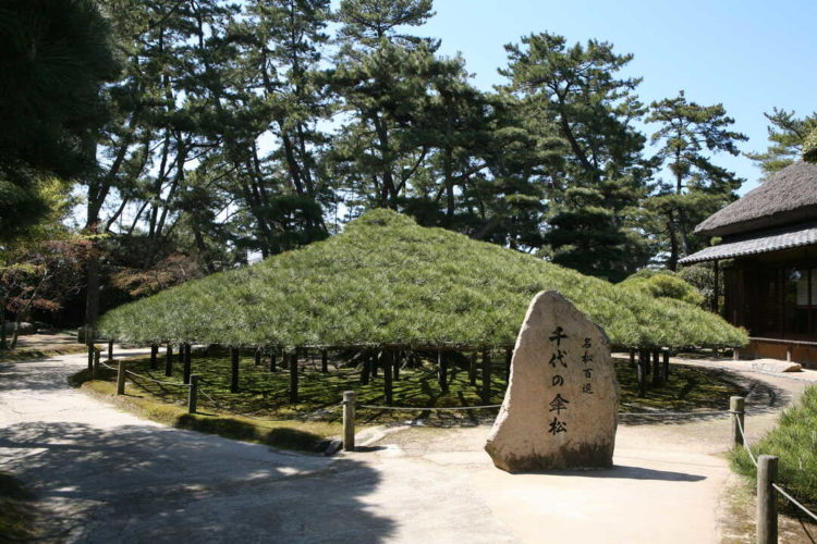 香川県丸亀市にある中津万象園・丸亀美術館の大傘松