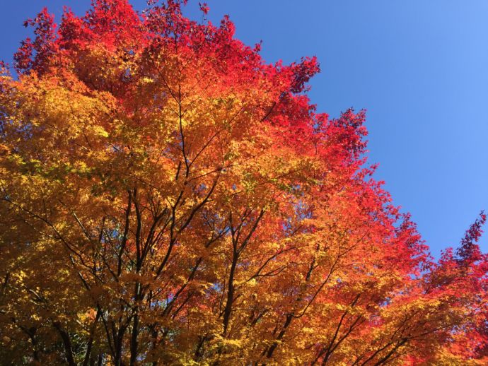 玄関口看板前の紅葉