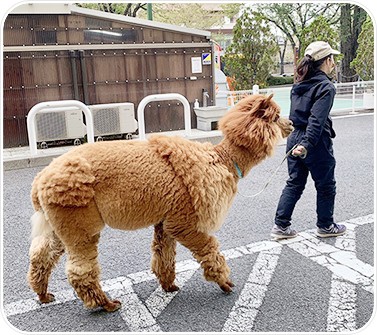 ベルモールで飼育しているアルパカ