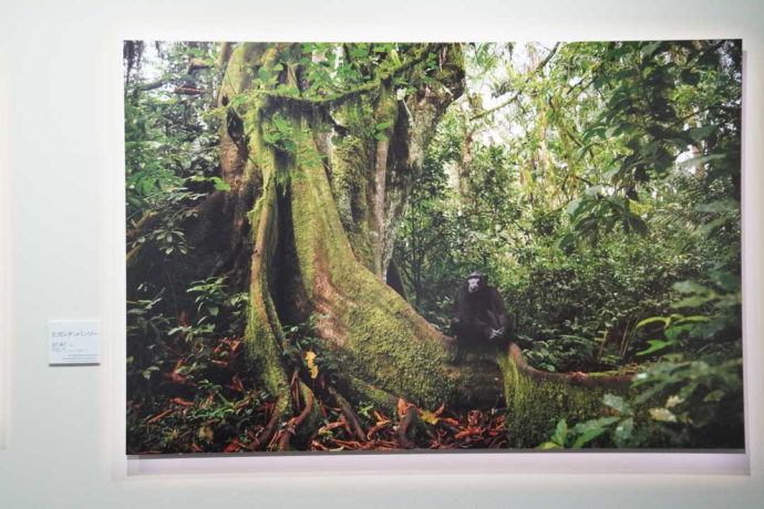 美幌博物館に展示されている動物写真家・前川貴行の作品