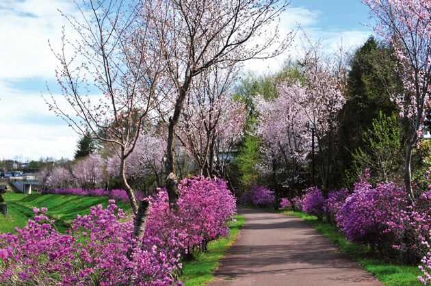 美幌町のせせらぎ公園