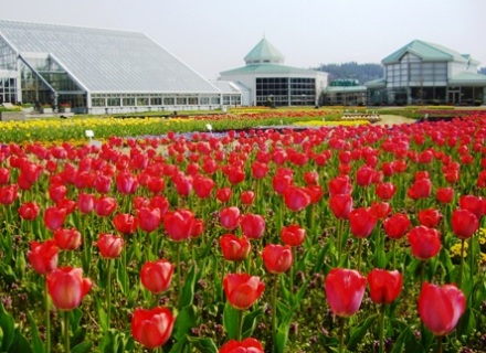 道の駅しょうわのチューリップ花壇