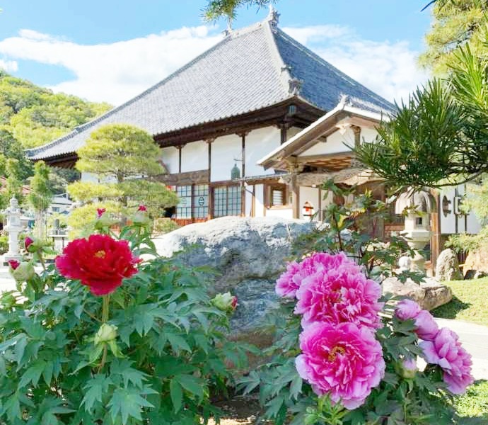 ぼたんの花と萬壽山光明寺