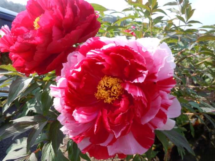 「花と泉の公園」内の「ぼたん園」で開花した島錦種の牡丹