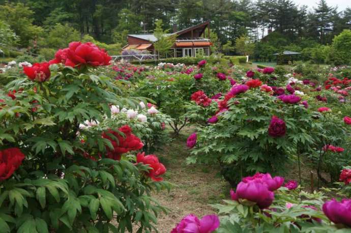 「花と泉の公園」内の「ぼたん園」で見頃を迎えた牡丹の様子