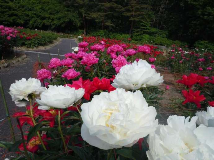 「花と泉の公園」内の「ぼたん園」で見頃を迎えた芍薬の様子