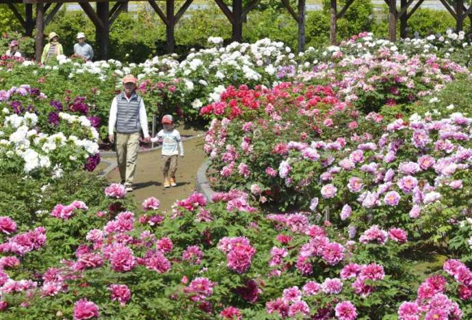 五泉市で見られるぼたんの花