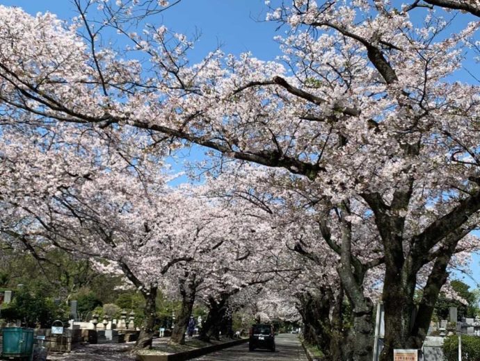 東高根森林公園の満開の桜
