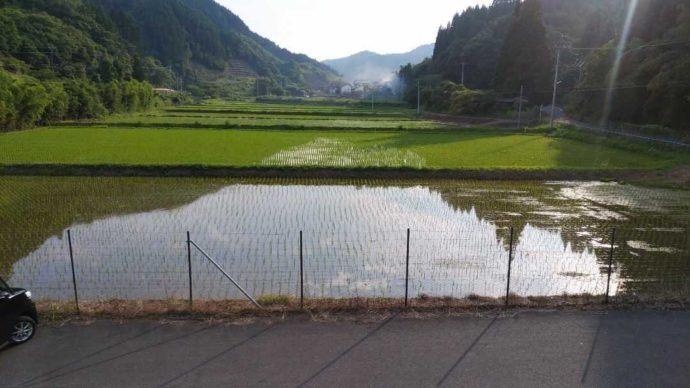 ぶんご銘醸の蔵の近くにある田んぼ