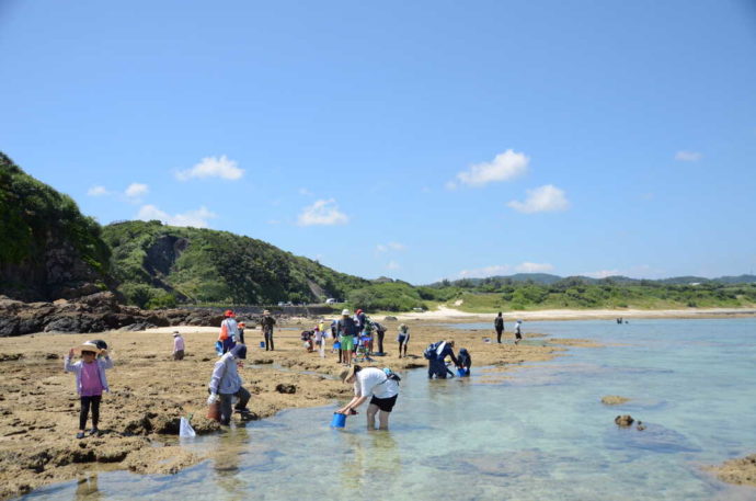 過去に開催されたサンゴ礁の生き物観察会の様子