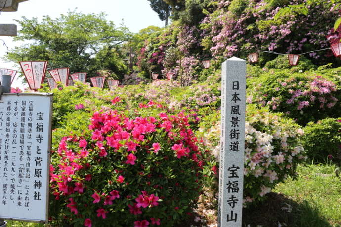 豊前市の「宝福寺山つつじ祭り」