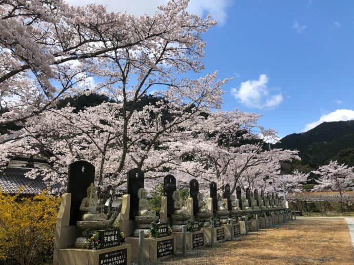 桜が咲いている白毫寺