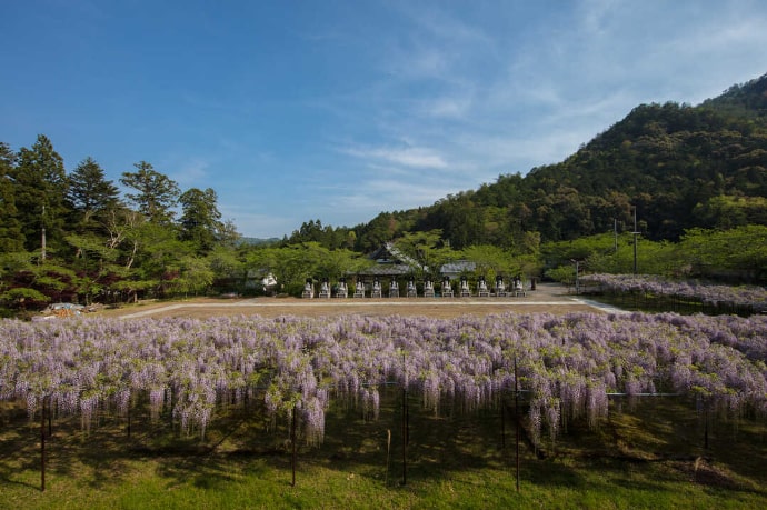 藤が咲き乱れる白毫寺