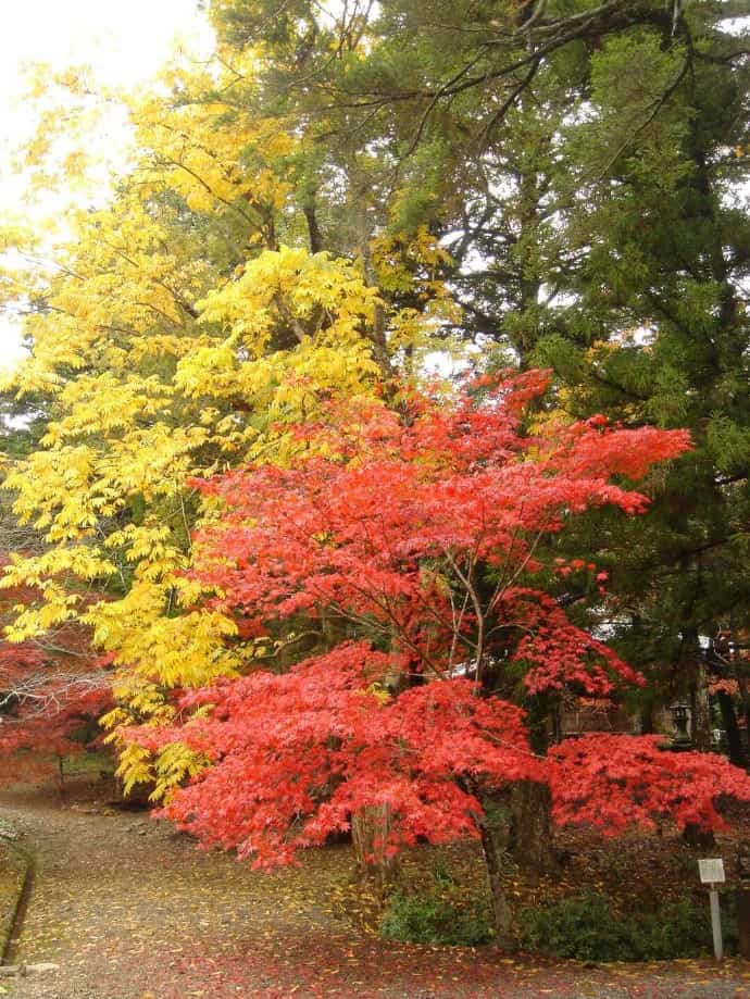 秋の白毫寺