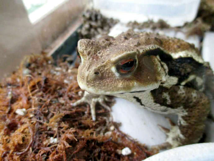 茶臼山高原カエル館で出会えるアズマヒキガエル