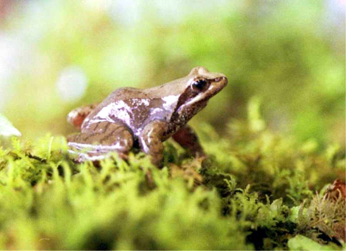 茶臼山高原カエル館で見られるネバタゴガエル