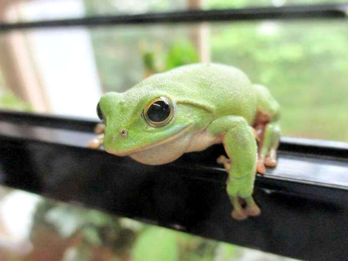 茶臼山高原カエル館で飼育しているシュレーゲルアオガエル