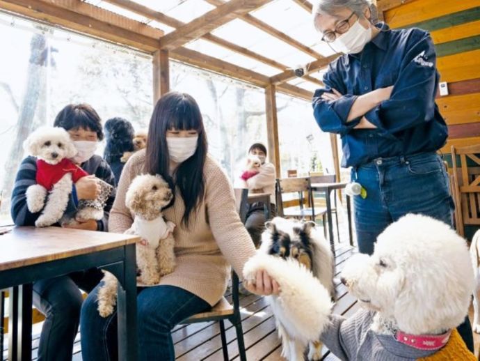 「Cafe Maera（犬カフェ まいら）」のセラピードッグとお客さま