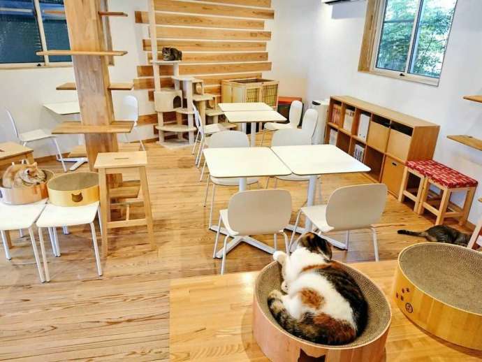 猫カフェごろーにゃの店内