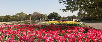 千葉県立青葉の森公園内の風景