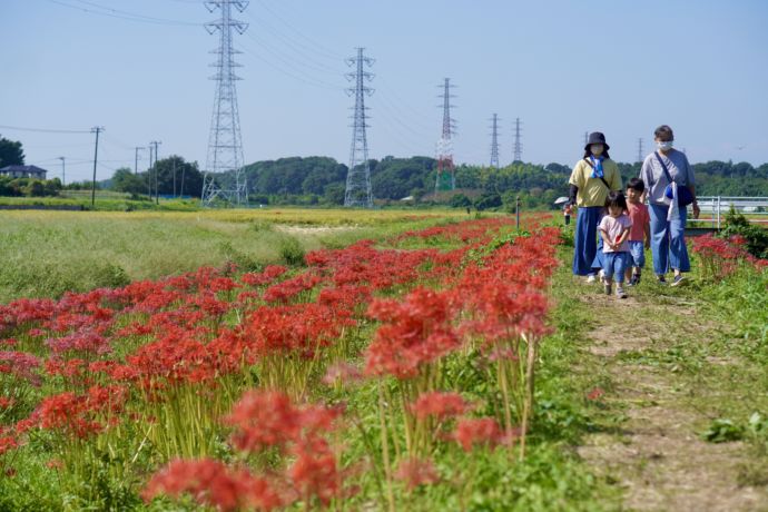 茅ヶ崎市の小出川沿いに咲いた彼岸花の景観