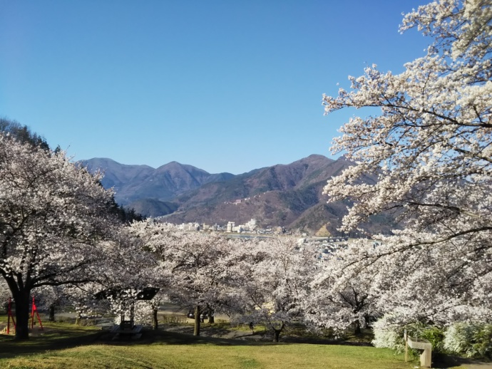 長野県千曲市にある戸倉宿キティパークの桜風景