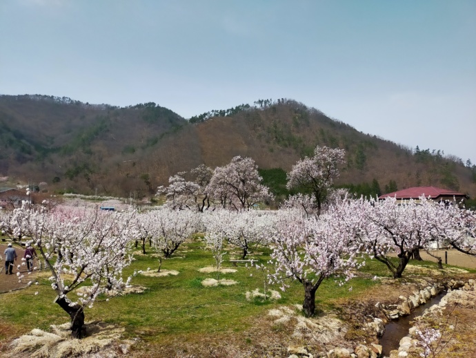 長野県千曲市にあるあんずの里