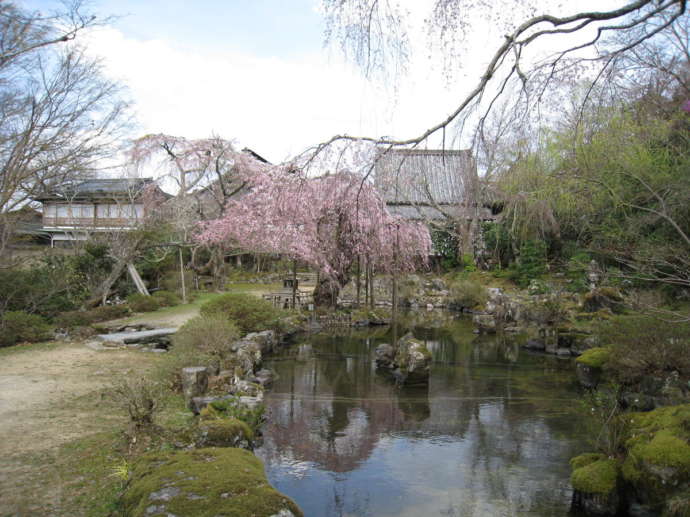 竹林院群芳園の枝垂桜