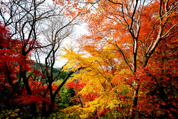 秋の竹林院群芳園