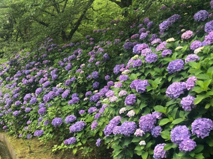 鳥取県八頭郡にある「船岡竹林公園」で眺められるアジサイ