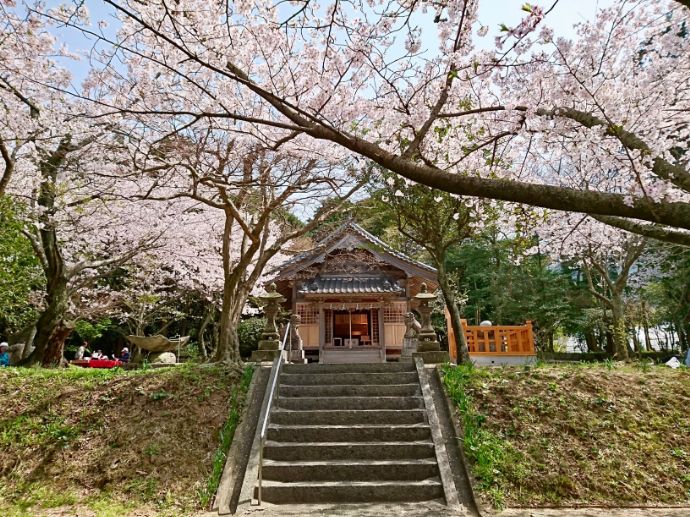 鎮懐石八幡宮の社殿と桜