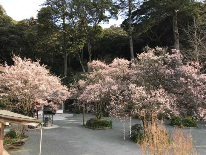 鎮國寺の境内に淡紅梅が咲き誇る様子