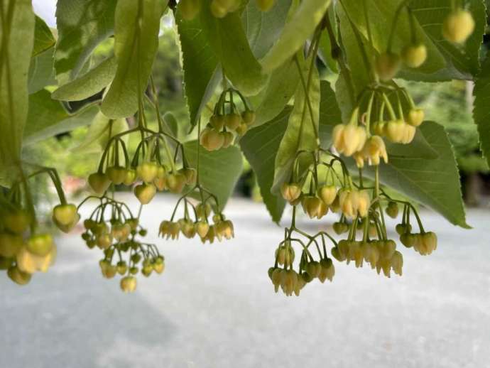 鎮國寺の境内に咲く菩提樹の花