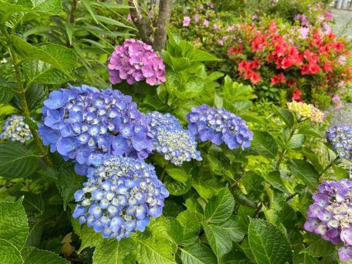 鎮國寺の境内に咲く紫陽花