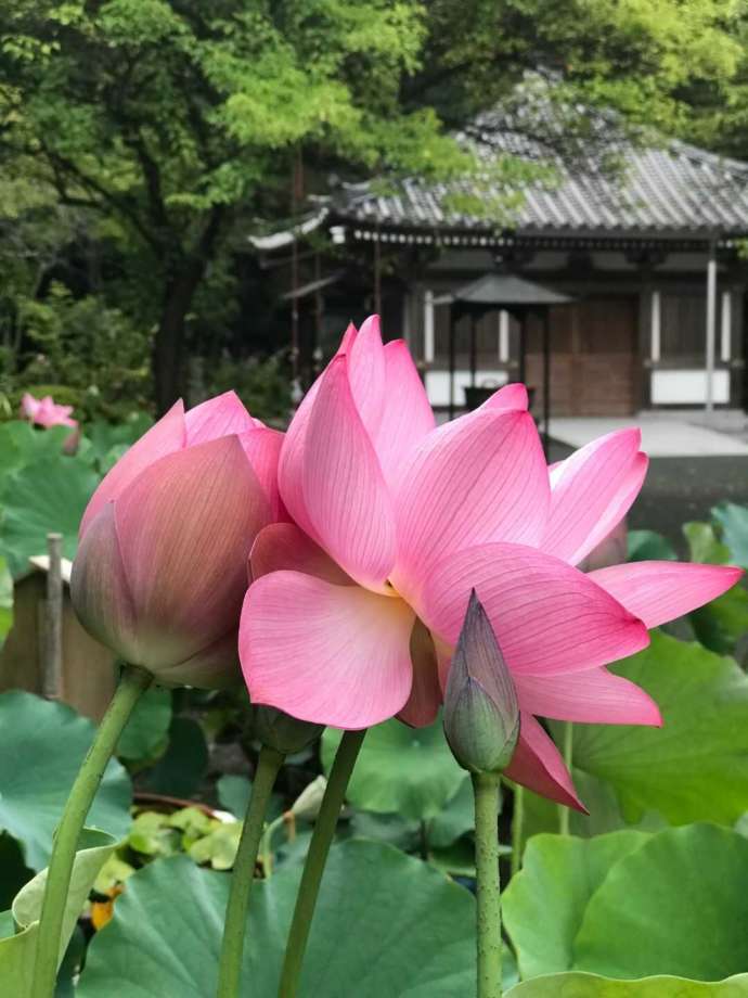 鎮國寺の境内に咲くハスの花