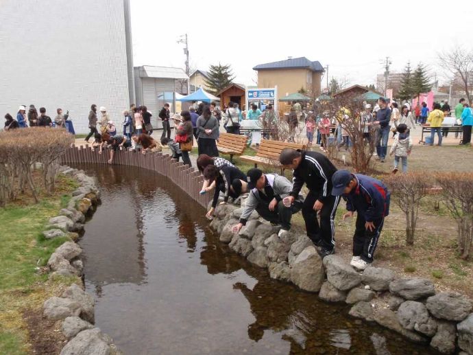 サケのふるさと千歳水族館のサケ稚魚放流体験