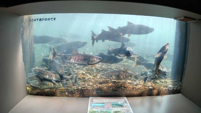 サケのふるさと千歳水族館の水中観察窓から見るサケの群れ