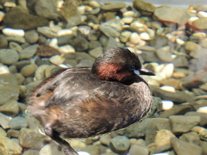 サケのふるさと千歳水族館のカイツブリ