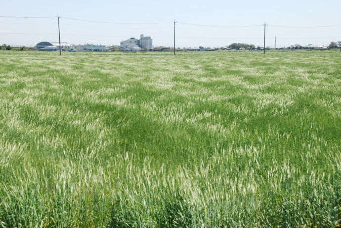 群馬県千代田町に広がる田園風景