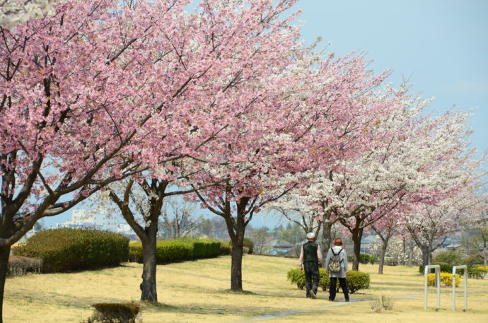 群馬県千代田町にある桜並木