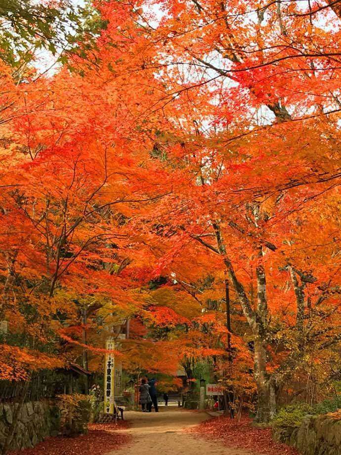 長寿寺のイロハモミジの並木道