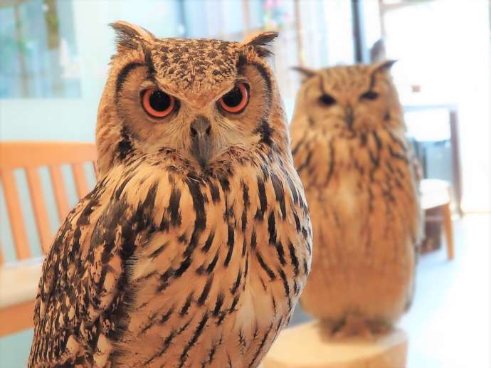 ベンガルワシミミズクのさつきと銀次