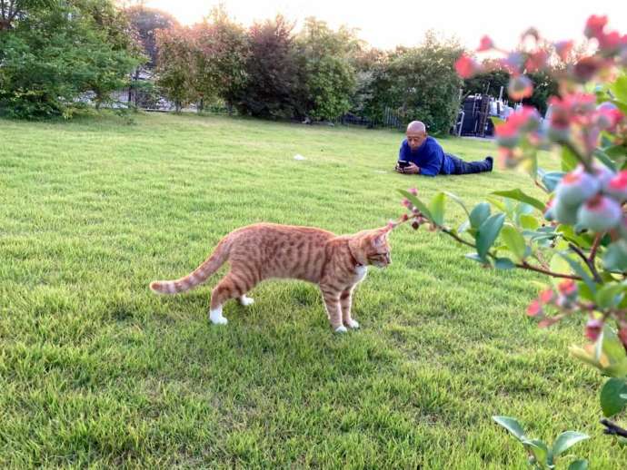 芝生の管理人である寺福猫のはなちゃん