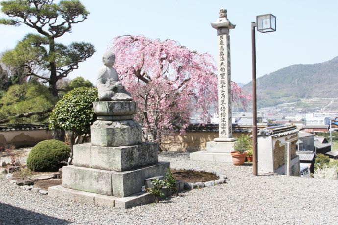 「金陵山 阿吽院 長勝寺」境内の枝垂桜