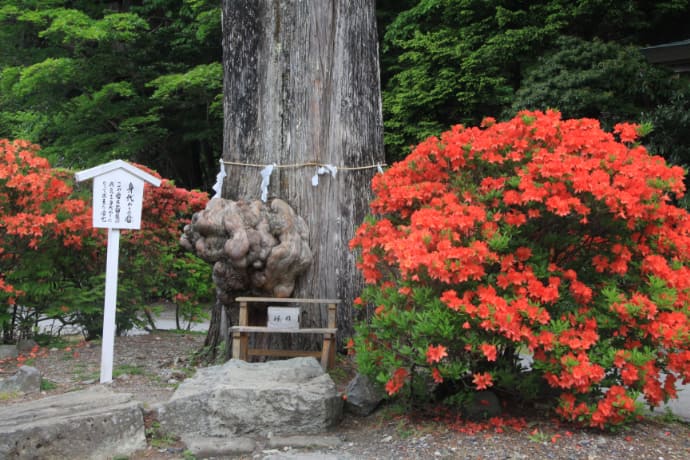 日光山中禅寺に咲くつつじ